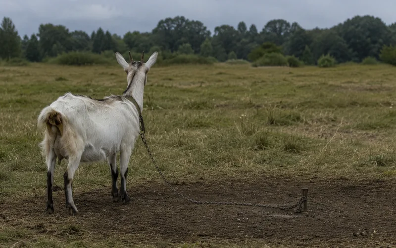 A goat standing alert beside its tether stake in an open grassy field, chain visible on the ground