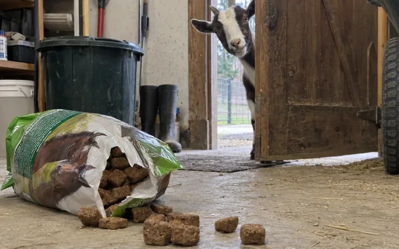 Torn bag of horse treats on a feed room floor with a goat at the door