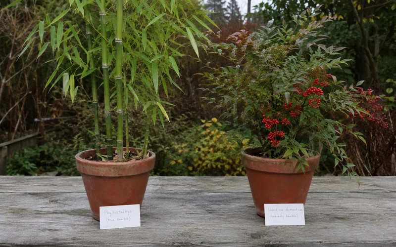 Side-by-side comparison of hollow-caned true bamboo and red-berried heavenly bamboo