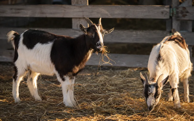 Two goats grazing on hay in a pasture, the diet their rumen is built for