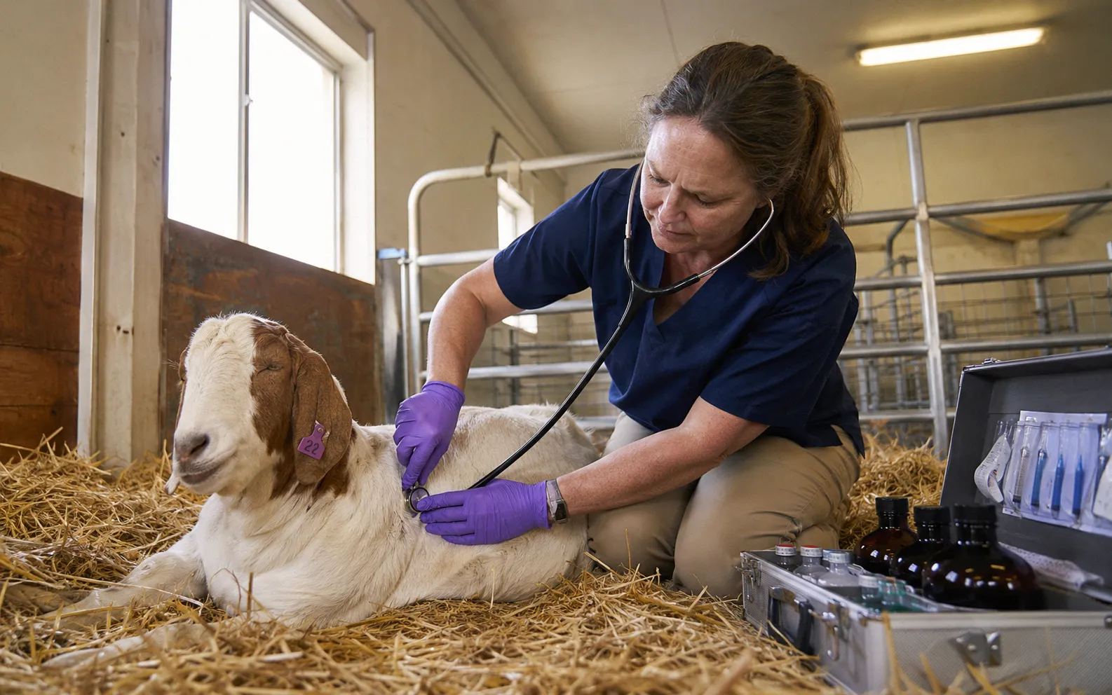 Veterinarian examining a doe's condition after prolonged kidding