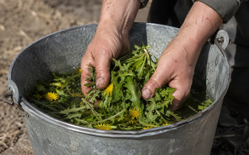 A goat keeper rinsing freshly picked dandelion greens in a bucket of clean water