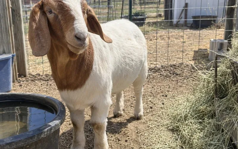 Boer wether goat standing in a pen beside a water bucket and hay