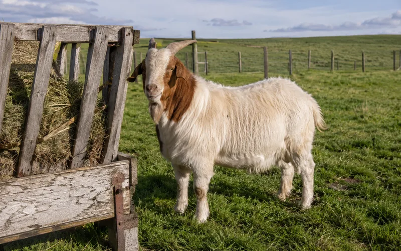 A wether goat standing in a pasture beside a hay feeder