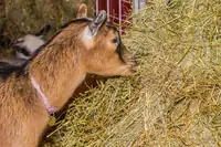 What Kind Of Hay Do Goats Eat? A Complete Guide for Goat Owners