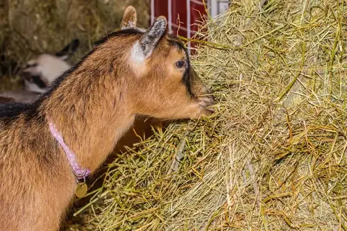 What Kind Of Hay Do Goats Eat? A Complete Guide for Goat Owners