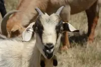 Where Did Kiko Goats Originate? The Complete Breed History
