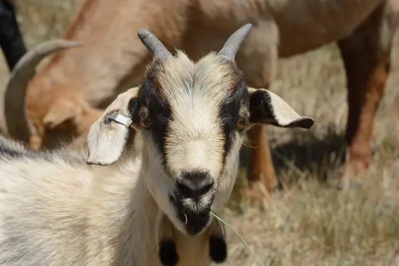 Where Did Kiko Goats Originate?