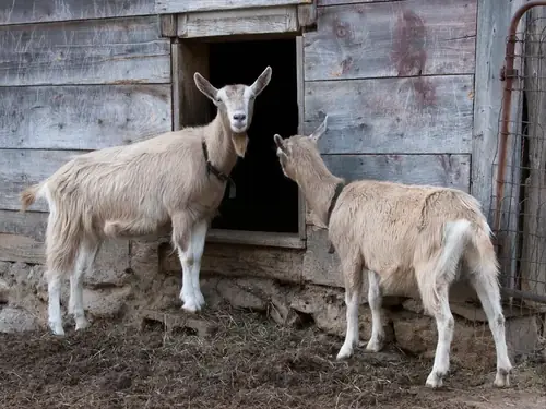 Where Did Toggenburg Goats Originate? The Complete Breed History