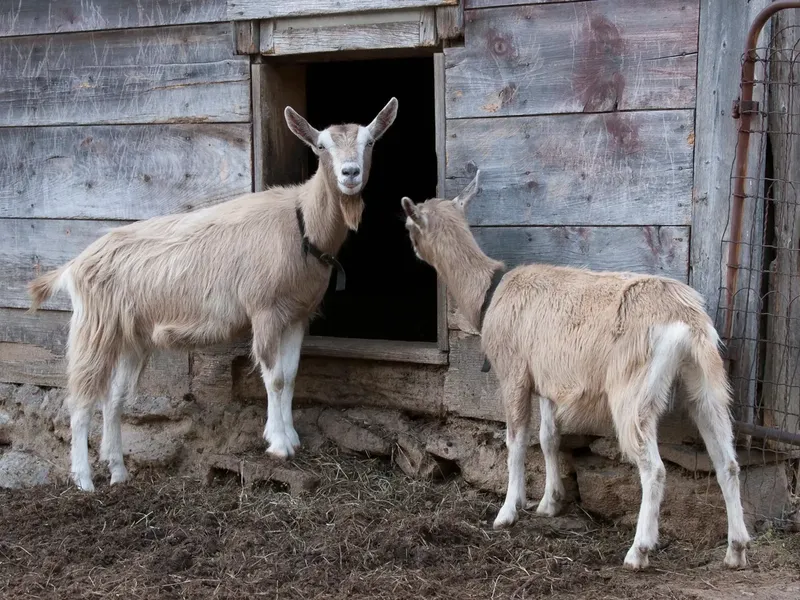 Where Did Toggenburg Goats Originate?