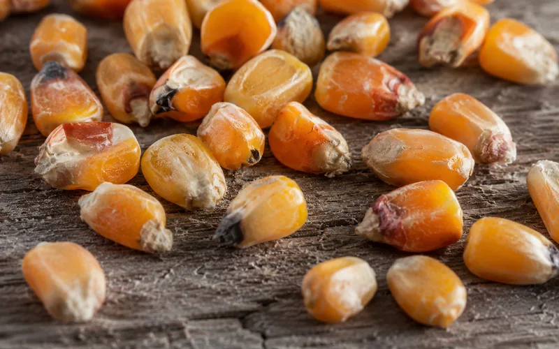 Whole yellow corn kernels photographed up close