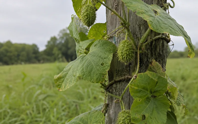 Wild cucumber vine with spiny green fruit climbing a pasture fence