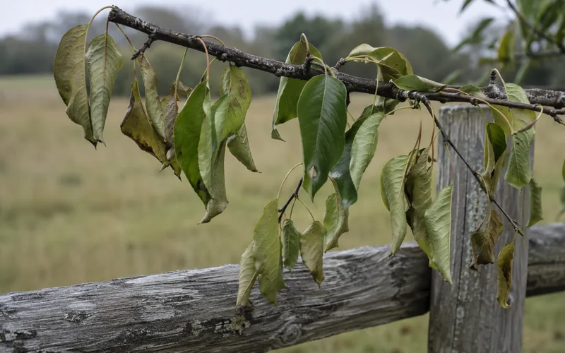 Wilted wild cherry tree leaves drooping on a branch near a pasture fence