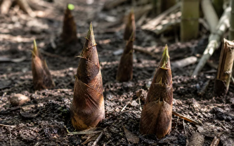 Tender young bamboo shoots emerging from the ground in early spring