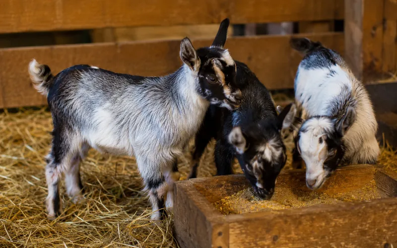 Young goat kids crowded around a small low creep feeder inside a barn pen